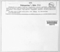 Neofusicoccum ribis image